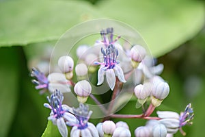 Evergreen Hydrangea, Dichroa versicolor, close-up flowers and stamen