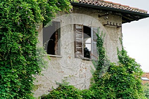 Evergreen ivy growing on brick wall of old house