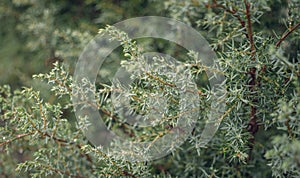 Evergreen juniper in drops of morning dew