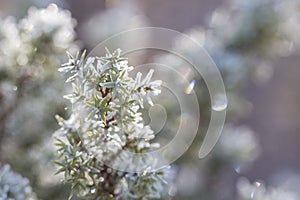 Evergreen juniper in hoarfrost