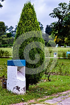 Evergreen juniper tree with lamp post in a garden. cloudy morning concept