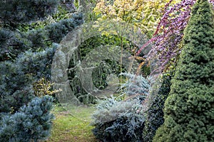 Evergreen landscape of the garden: Pinus parviflora Glauca, Juniperus communis Horstmann and squamata Ãâlue carpet, photo