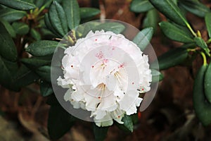 Rhododendron Fori is a rare species with a limited range photo