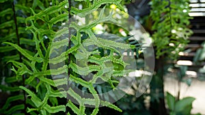 Evergreen leaf of fish tail fern, know as Wart fern of Hawii commonly called monarch fern or musk fern in Polypodiaceae family.