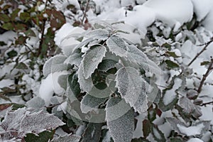 Evergreen leafage of Mahonia aquifolium covered with hoarfrost in January