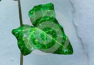 Green leave of ivy covered with drops of water