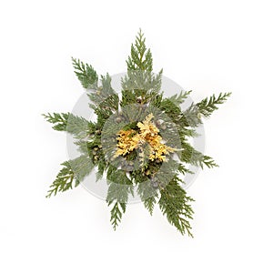 Evergreen leaves arranged in star shape isolated on white