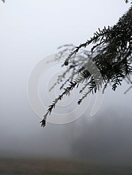 Evergreen leaves in the evening fog