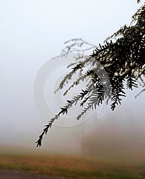 Evergreen leaves in the evening fog