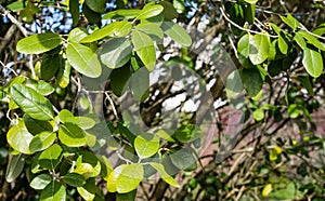 Evergreen leaves of Feijoa sellowiana Acca Sellowiana, feijoa, pineapple guava or guavasteen.