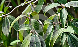 Evergreen leaves and fruit on Bentham`s Cornel Cornus capitata or Himalayan Evergreen Dogwood Tree.