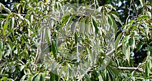 Evergreen leaves and fruit on Bentham`s Cornel Cornus capitata or Himalayan Evergreen Dogwood Tree