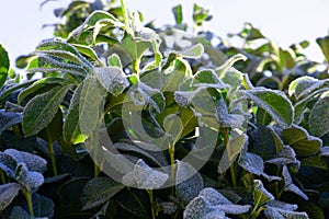 Evergreen leaves of Prunus laurocerasus with ice crystals in the winter season