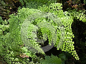 Evergreen maidenhair Adiantum venustum, Himalayan Maidenhair, Himalaja-Venushaar-Farn oder ImmergrÃ¼ner Frauenhaarfarn