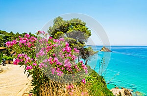 Evergreen Mediterranean plants Platis Gialos Beach Kefalonia island Greece