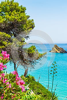 Evergreen Mediterranean plants Platis Gialos Beach Kefalonia island Greece