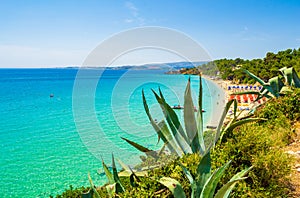 Evergreen Mediterranean vegetation Paralia Makris Gialos beach Kefalonia Greece