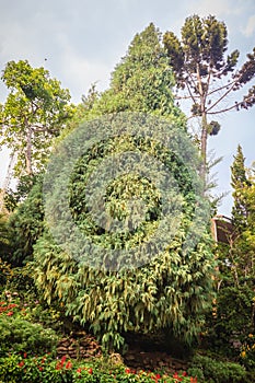 Evergreen Microbiota decussata (Siberian carpet cypress, Russian