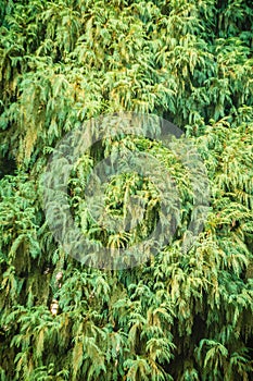 Evergreen Microbiota decussata (Siberian carpet cypress, Russian