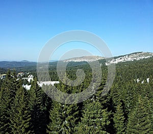 Evergreen mountain forest