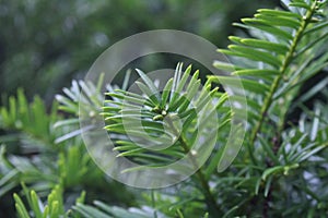 Evergreen Needle Macro Background photo