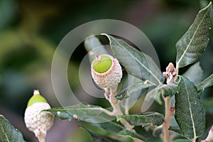 Evergreen oak or Quercus ilex evergreen oak tree branch with young light green shoots clothed with a close grey felt surrounded