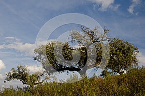 Evergreen oaks Quercus rotundifolia in the Monfrague National Park.