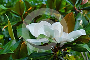 Evergreen ornamental tree, Southern Magnolia Grandiflora with amazing huge white creamy flower and large