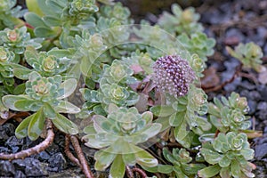 Evergreen Orpine, Hylotelephium anacampseros, budding plant photo