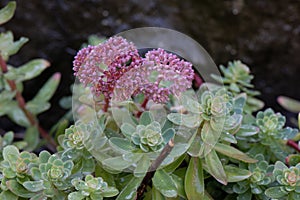 Evergreen Orpine Hylotelephium anacampseros, flowering plants photo