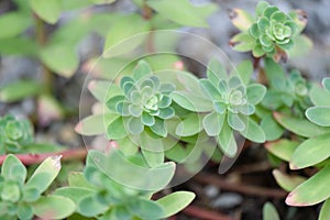 Evergreen Orpine, Hylotelephium anacampseros, plants photo