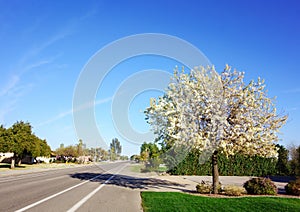 Evergreen Pear (Pyrus Kawakamii) Winter Bloom, Phoenix, AZ photo