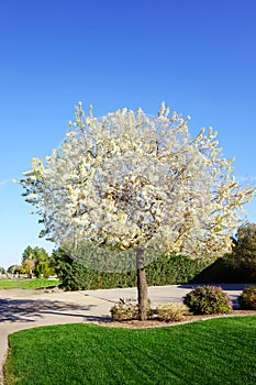 Evergreen Pear (Pyrus Kawakamii) Winter Bloom, Phoenix, AZ photo