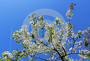 Evergreen Pear tree blossom