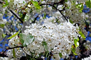 Evergreen Pear tree blossom