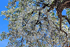 Evergreen Pear tree blossom