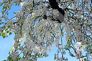 Evergreen Pear tree blossom