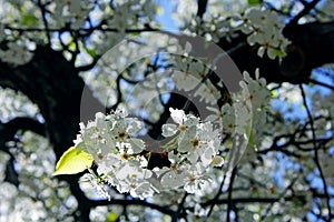 Evergreen Pear tree blossom