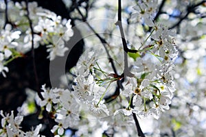 Evergreen Pear tree blossom