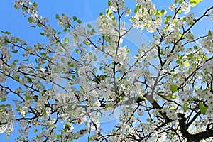 Evergreen Pear tree blossom