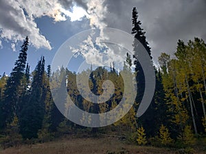 Evergreen pine and aspen trees changing color in the high mountains photo