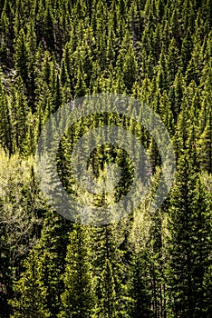 Evergreen Pine & Aspen Trees - Mountain Forest