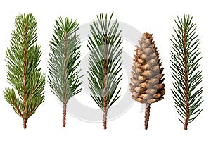 Evergreen Pine Branches and Cone on Black Background, Forest Tree Needles