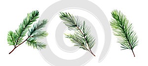 evergreen pine leaf watercolor ai generated