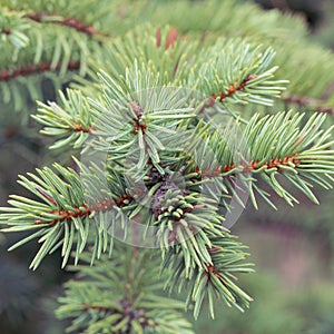 Evergreen pine or spruce twigs