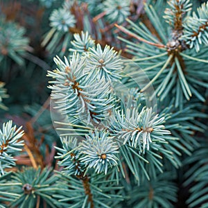 Evergreen pine or spruce twigs