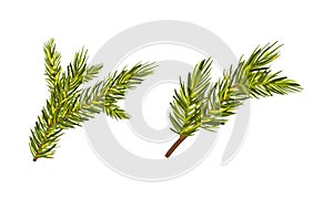 Evergreen Pine Tree Branch with Needle Leaves Vector Set