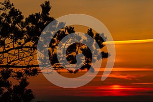 Evergreen pine tree branchÂ´s silhouette at yellow, orange, red sunset on background