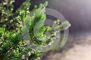 Evergreen pine tree branch in warm morning light. Close-up coniferous tree needle with spider web in sunrise. Beautiful