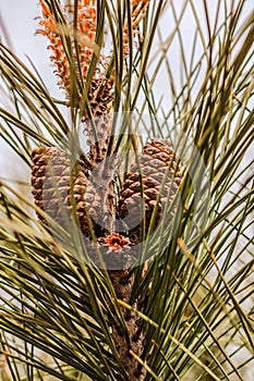 Evergreen pine tree branch with young shoots and fresh green buds, needles.